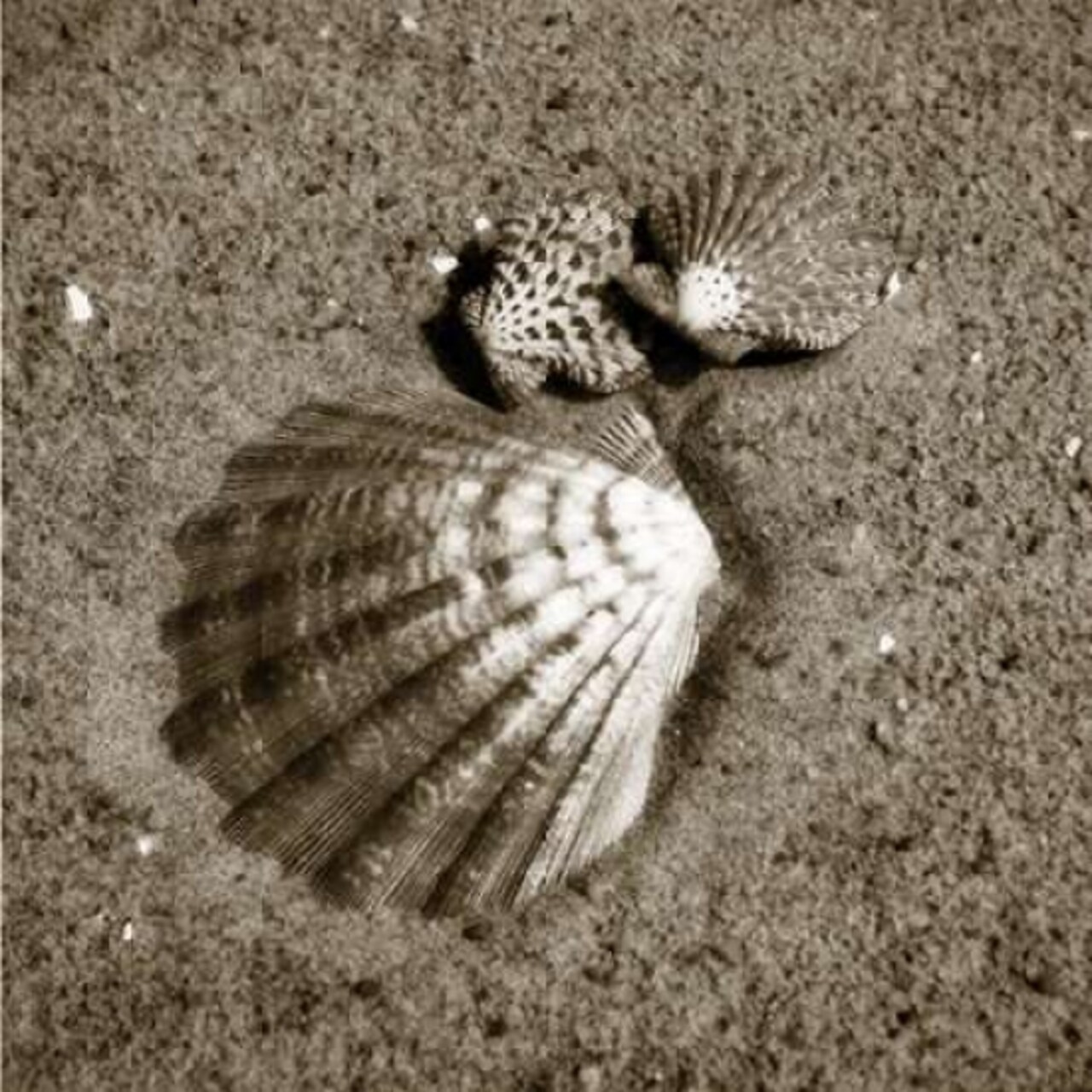 Seashells VIII Poster Print by Alan Hausenflock - Item # VARPDXPSHSF1122